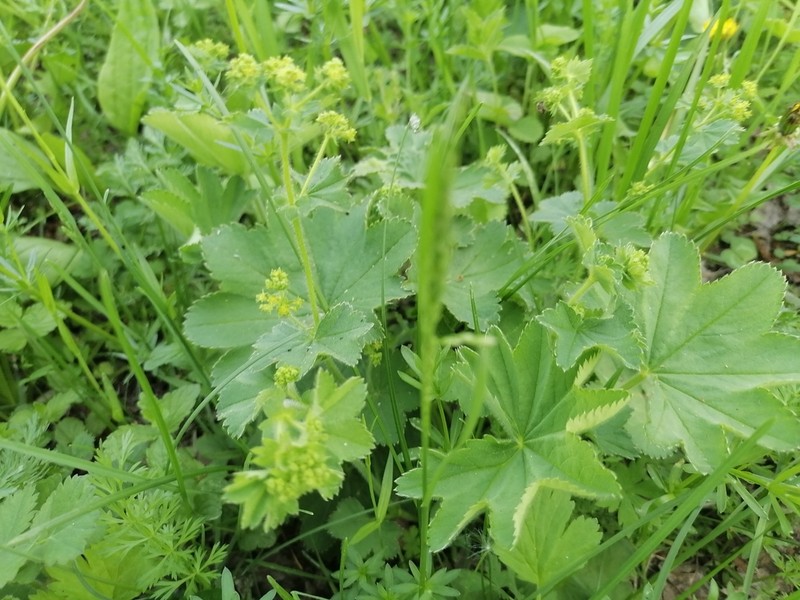 Alchemilla bungei photo 5
