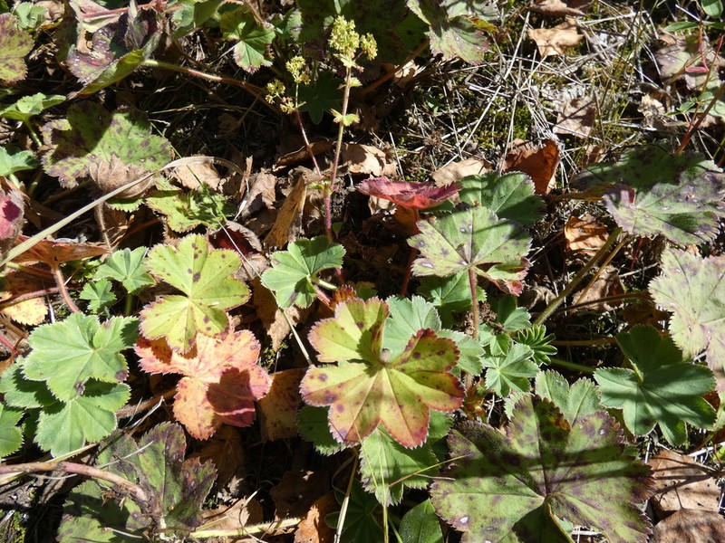 Alchemilla bungei photo 6