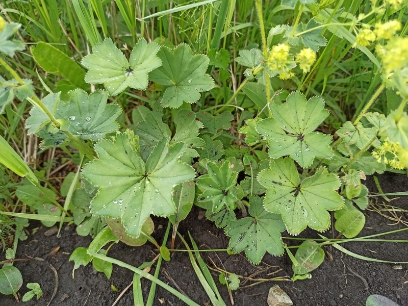 Alchemilla bungei photo 7