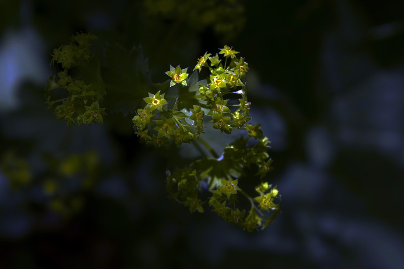 Alchemilla buseriana