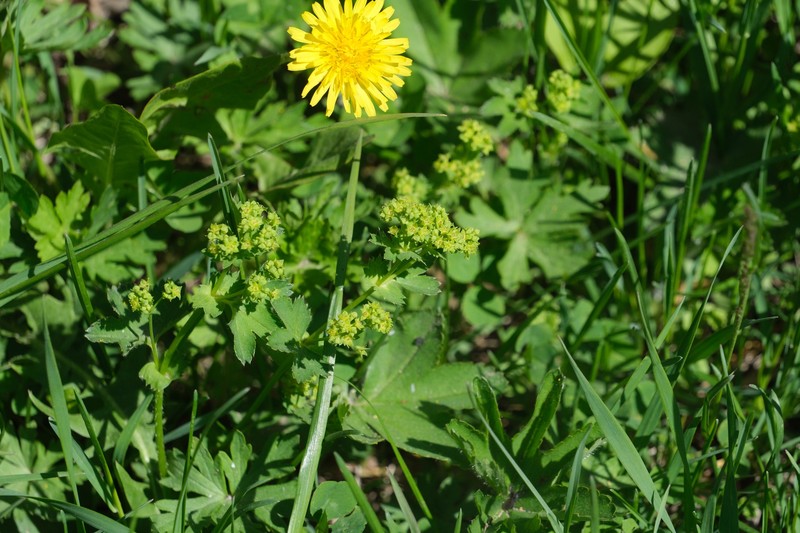 Alchemilla calvifolia photo 2
