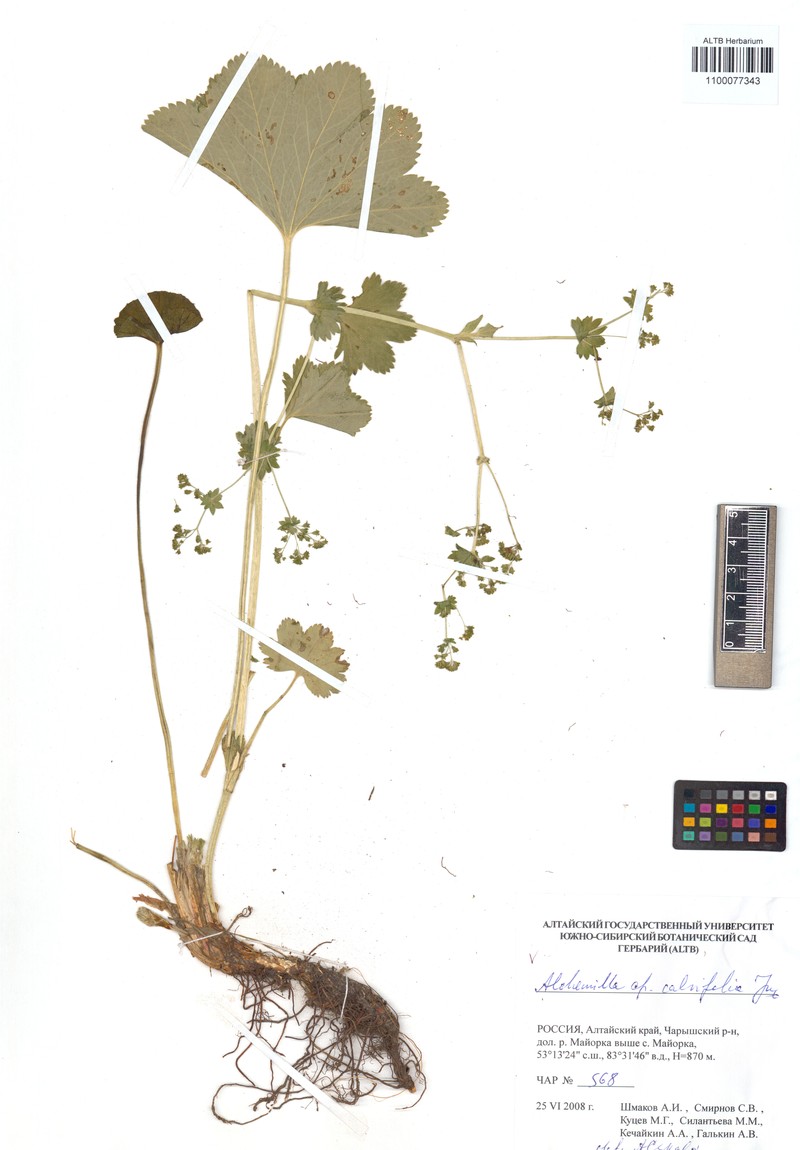 Alchemilla calvifolia photo 3