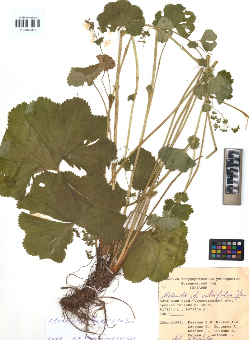 Alchemilla calvifolia photo 4