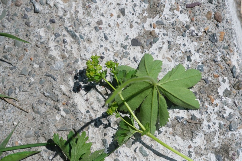 Alchemilla calvifolia photo 2