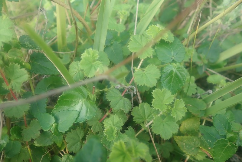 Alchemilla capensis photo 2
