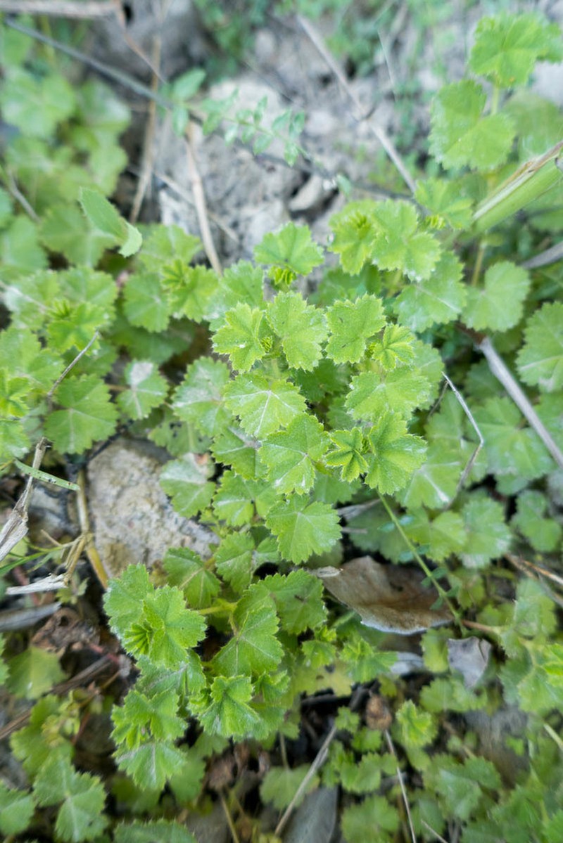 Alchemilla capensis photo 3