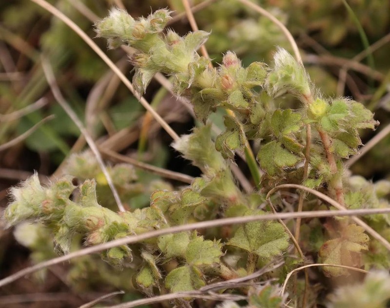 Alchemilla capensis photo 4