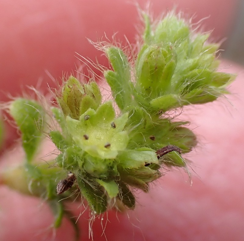 Alchemilla capensis photo 5