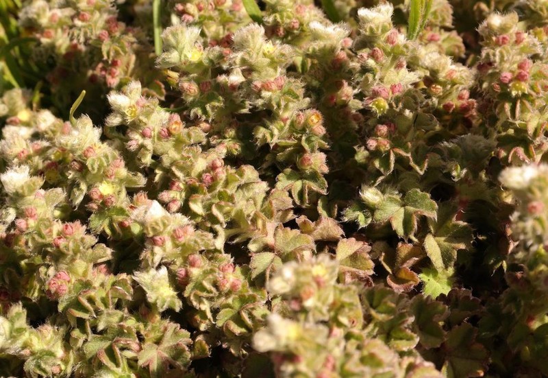 Alchemilla capensis photo 6