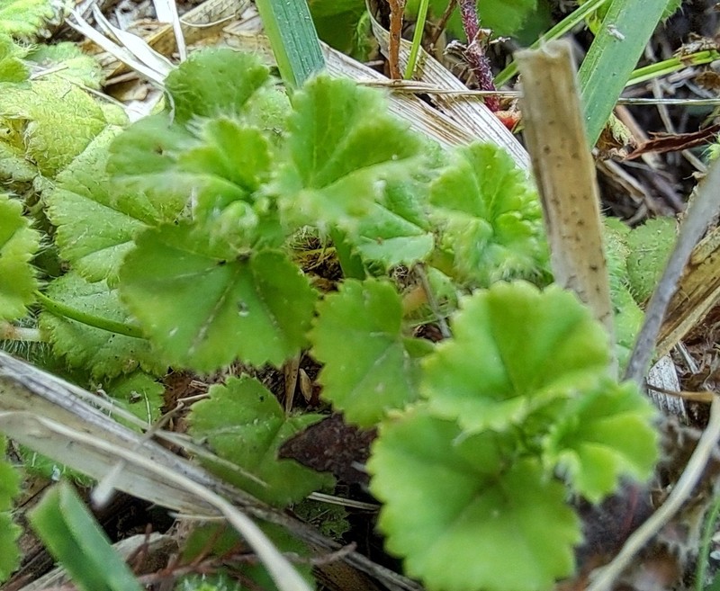 Alchemilla capensis photo 7