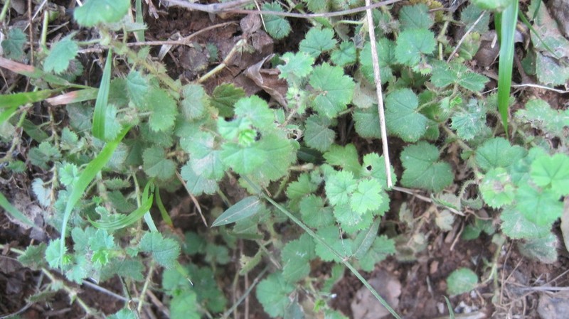 Alchemilla capensis photo 8