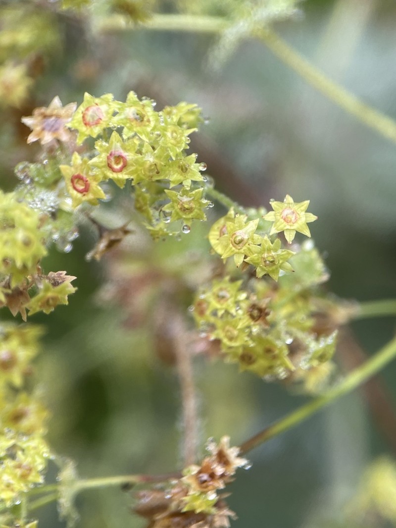 Alchemilla capillacea photo 2