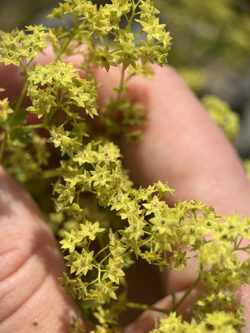 Alchemilla capillacea photo 3