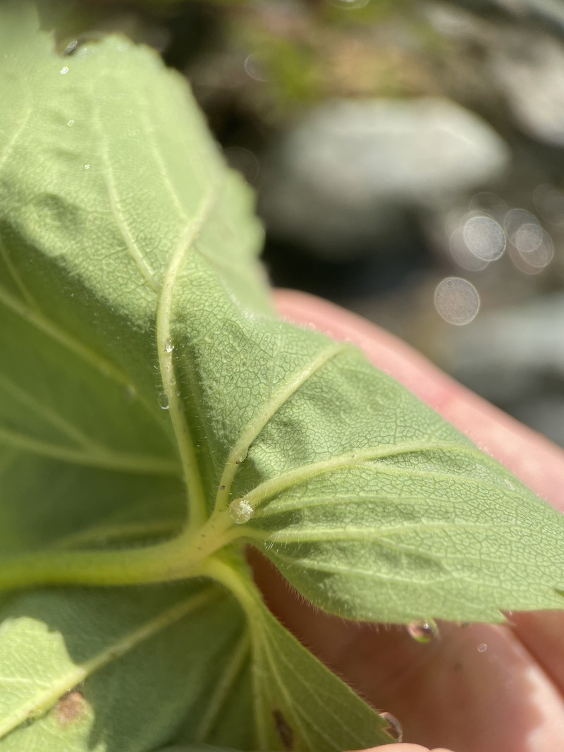 Alchemilla capillacea photo 2