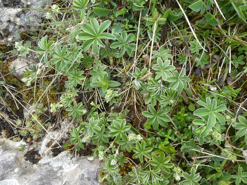 Alchemilla catalaunica