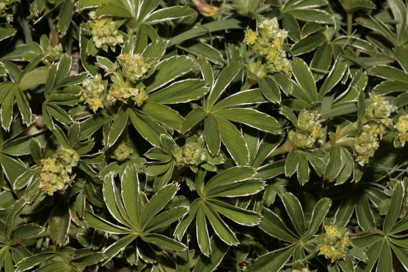 Alchemilla catalaunica photo 2