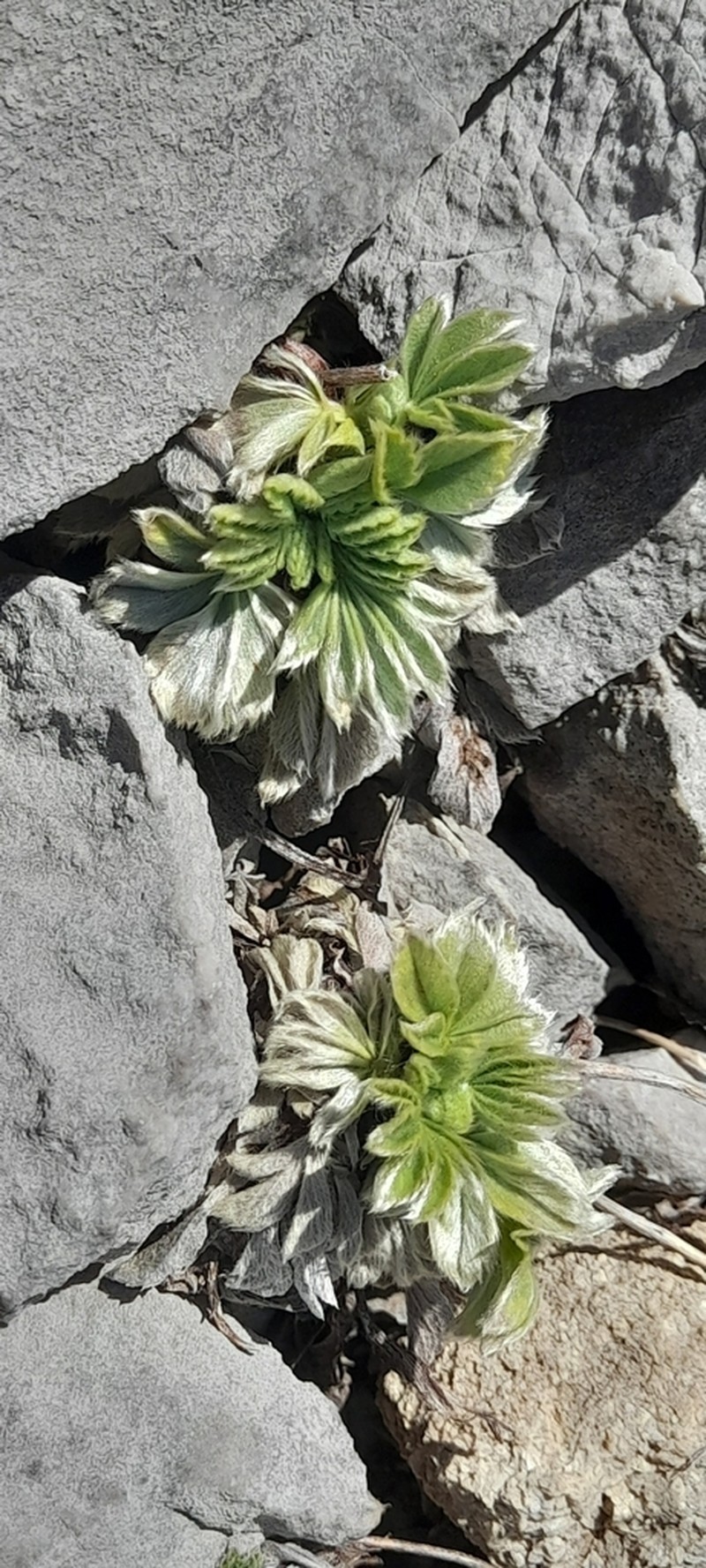 Alchemilla catalaunica photo 4
