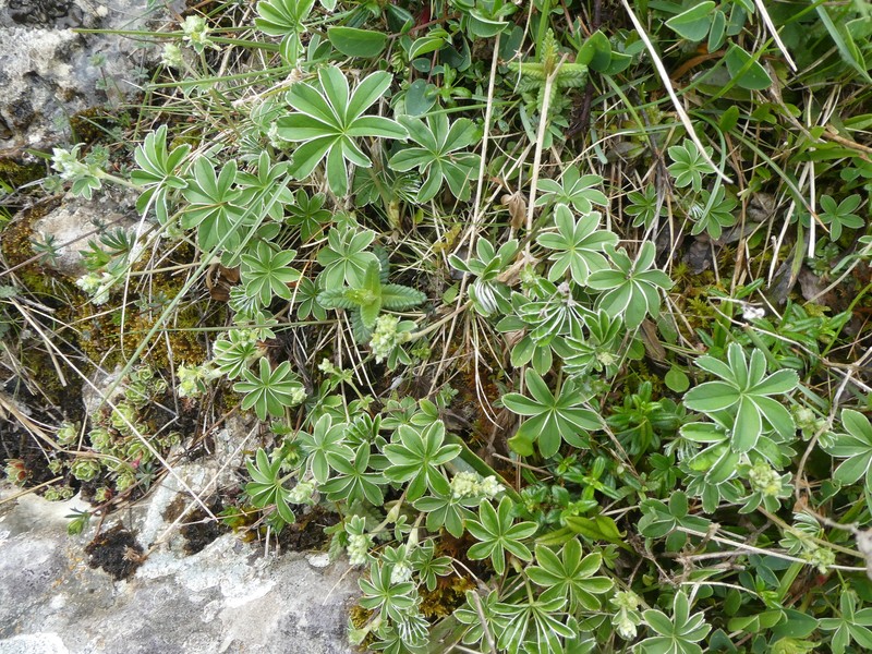 Alchemilla catalaunica photo 6