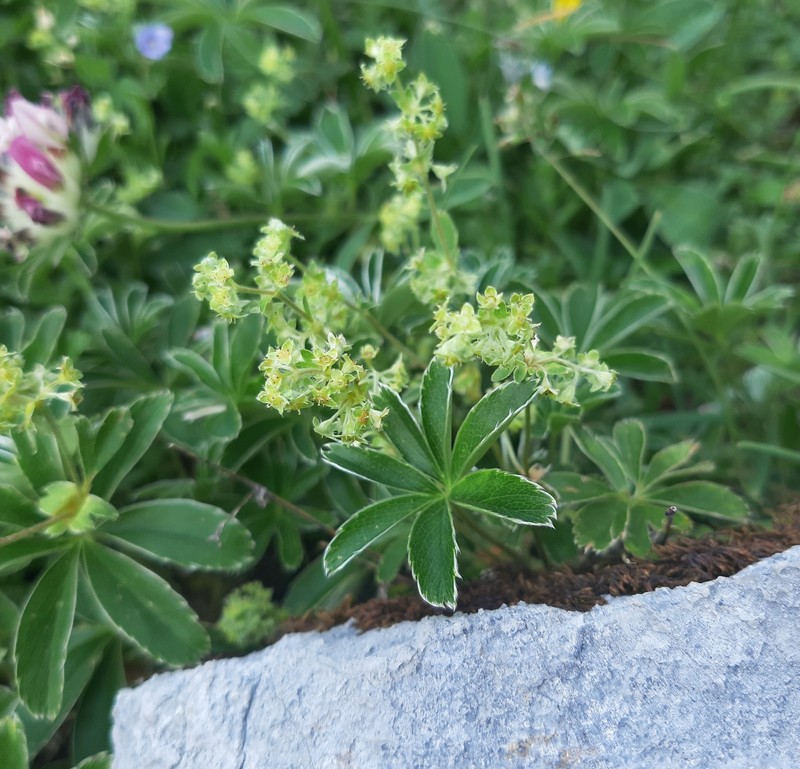 Alchemilla catalaunica photo 7
