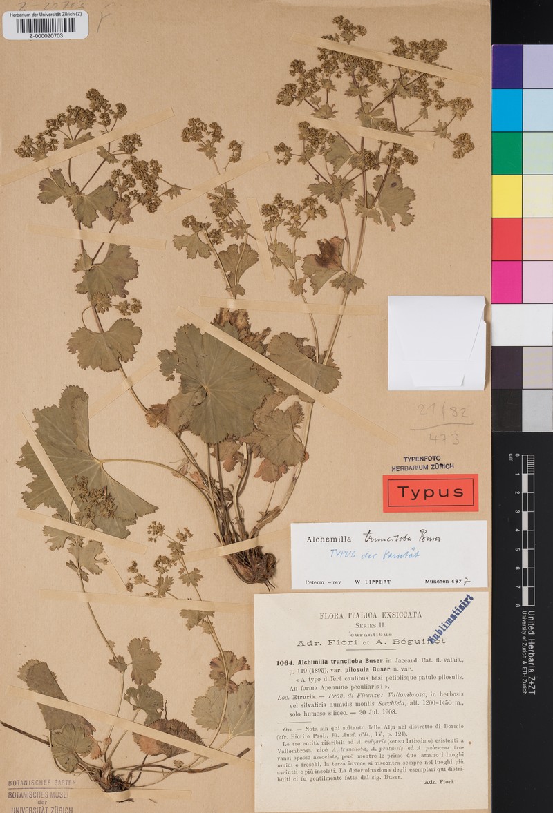 Alchemilla cataractarum