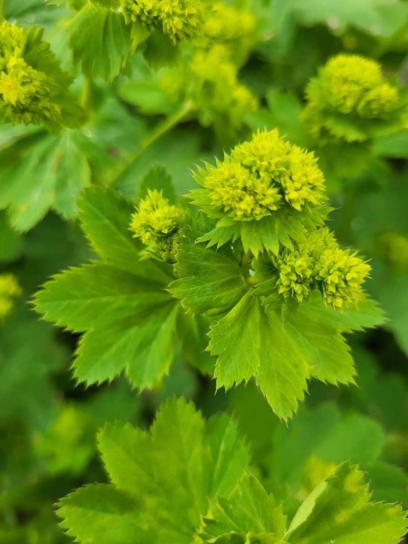 Alchemilla caucasica