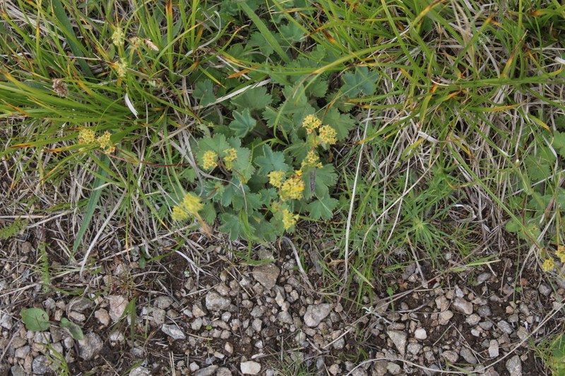 Alchemilla caucasica photo 2