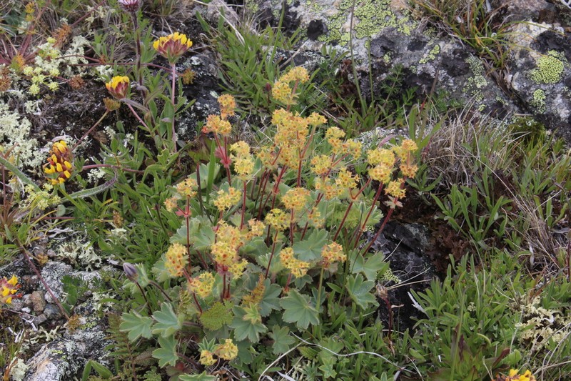 Alchemilla caucasica photo 3