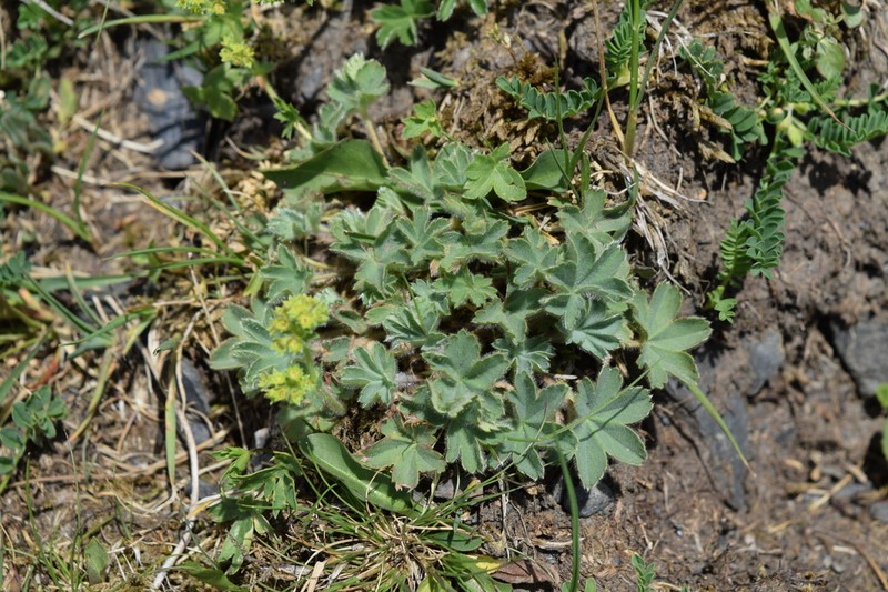 Alchemilla caucasica photo 4