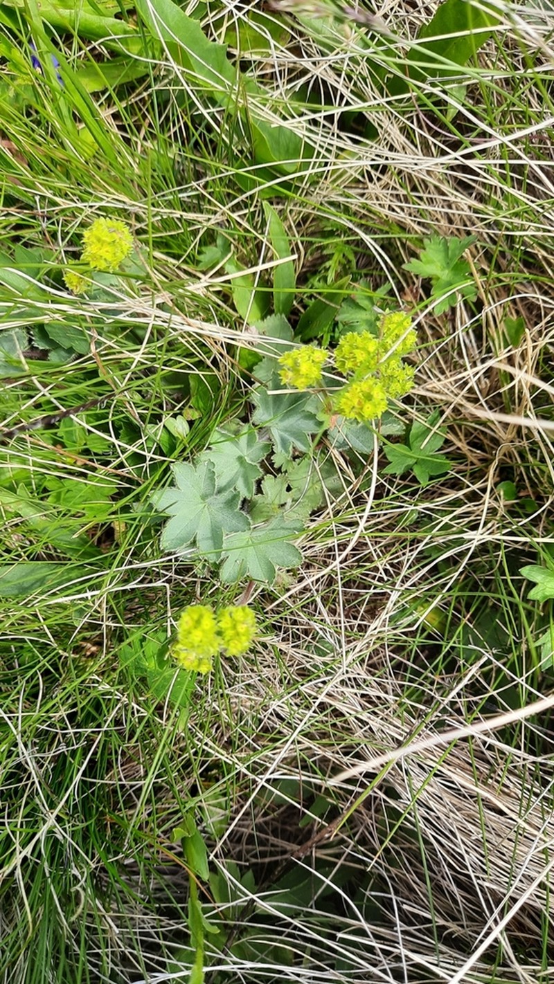 Alchemilla caucasica photo 5