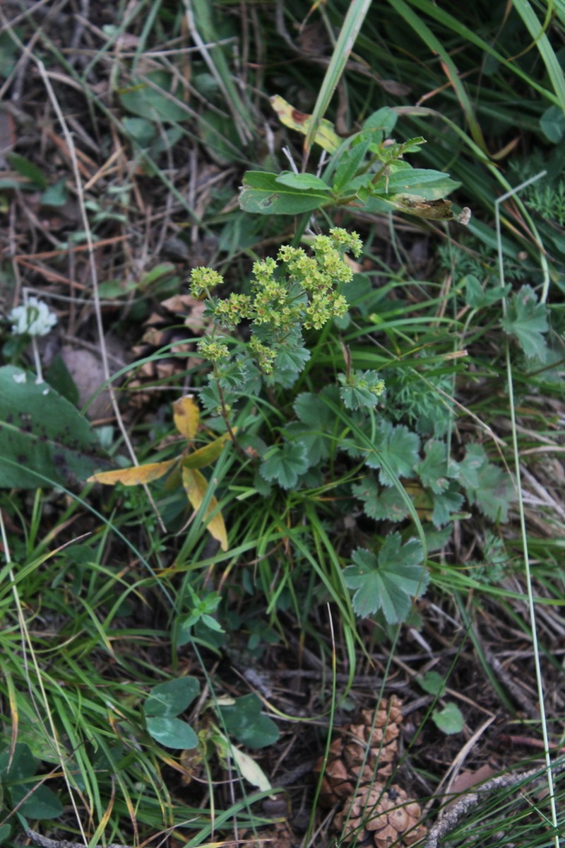 Alchemilla caucasica photo 6