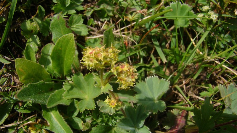 Alchemilla caucasica photo 7