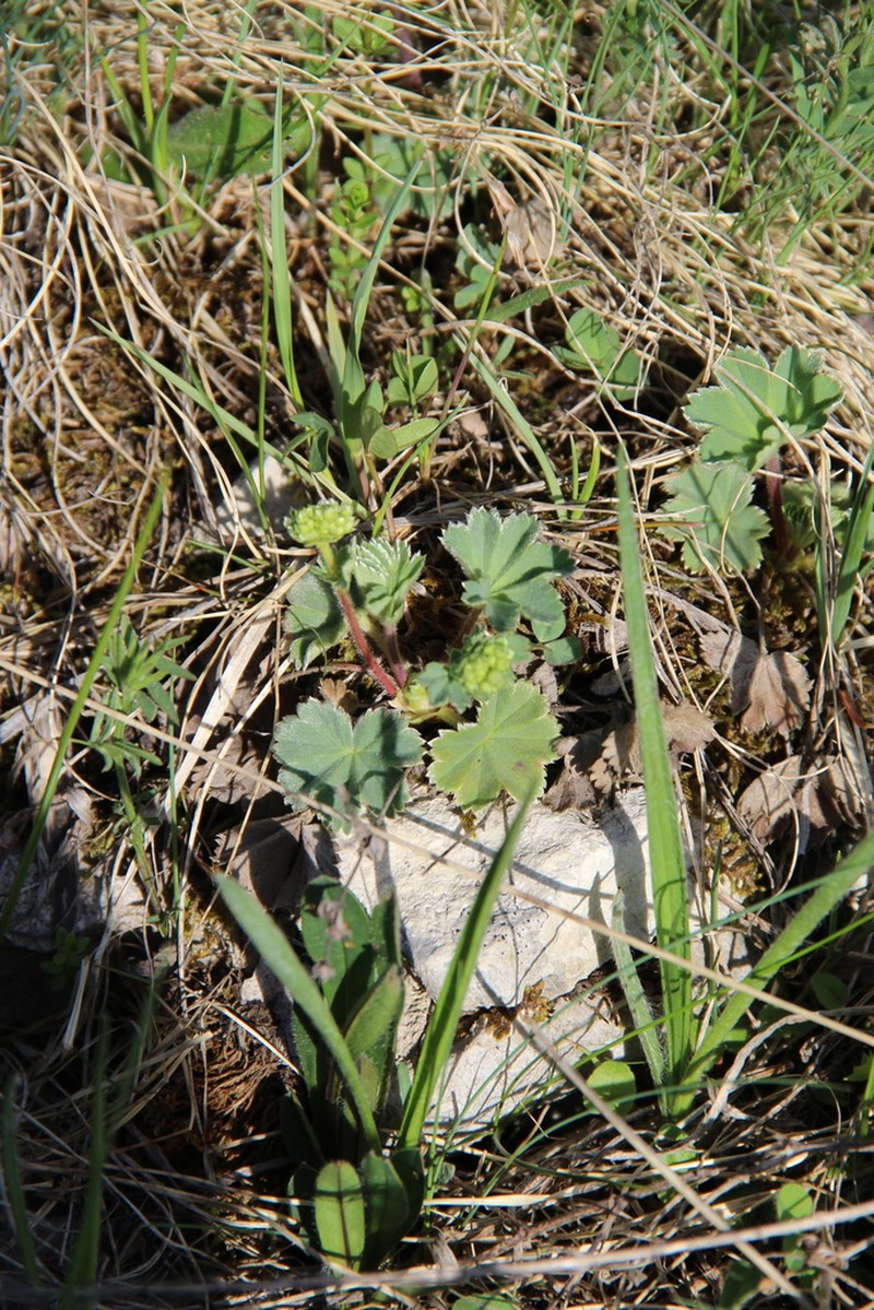 Alchemilla caucasica photo 8