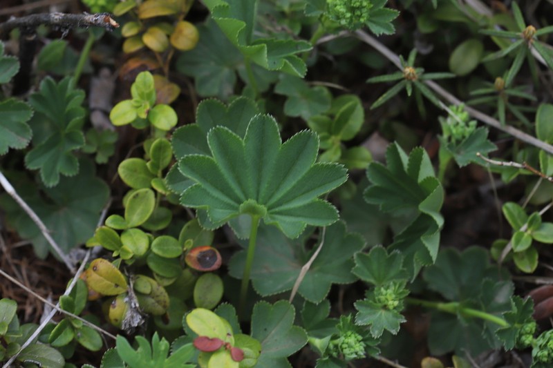 Alchemilla changaica