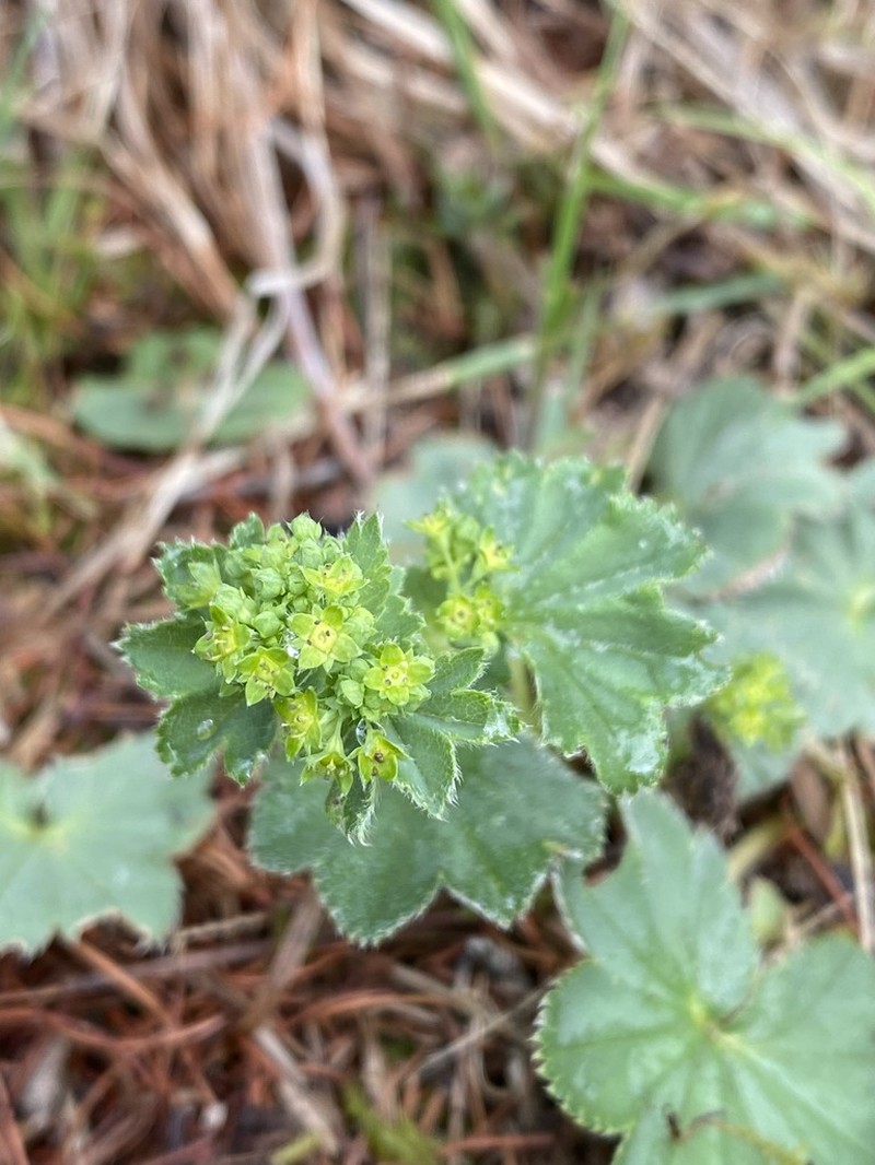 Alchemilla changaica photo 2