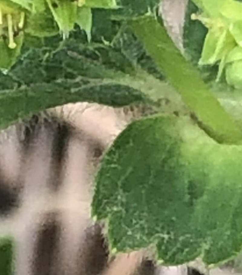 Alchemilla changaica photo 3