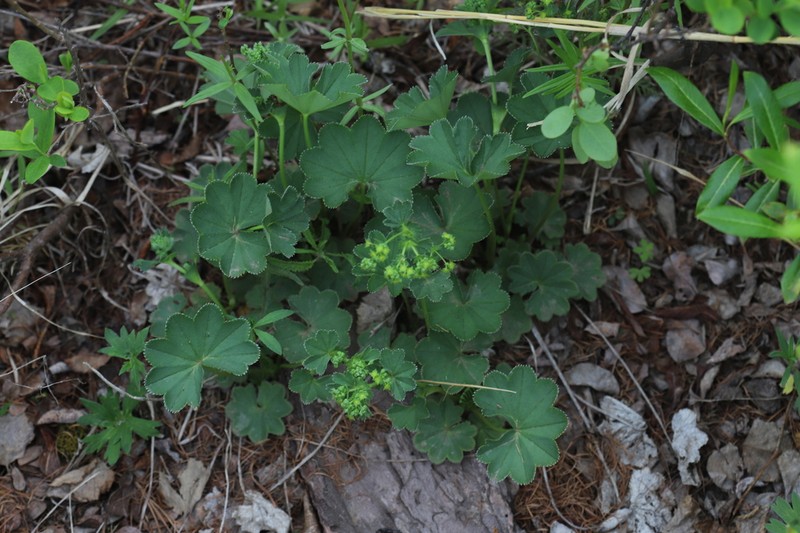Alchemilla changaica photo 5