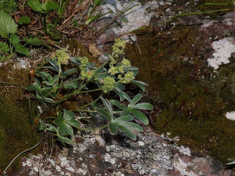 Alchemilla charbonneliana photo 5