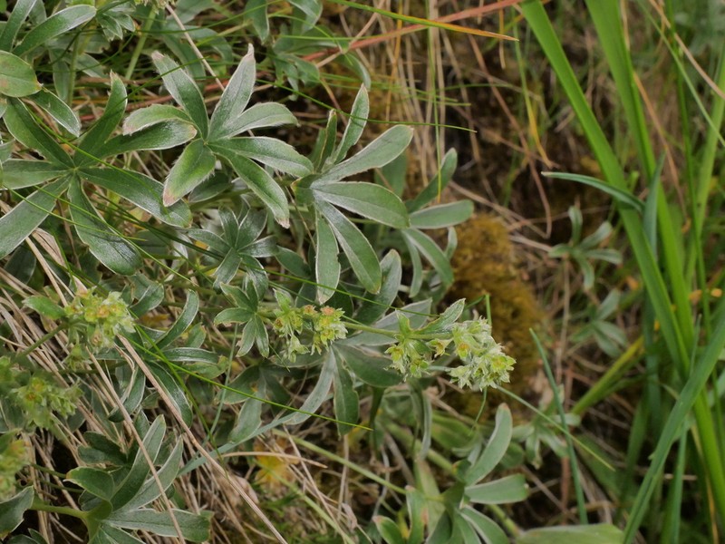 Alchemilla charbonneliana photo 6