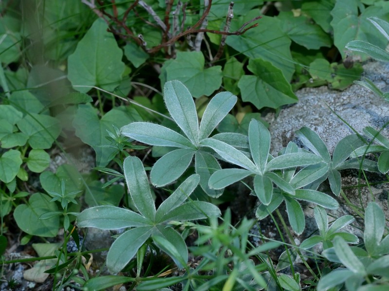 Alchemilla charbonneliana photo 8