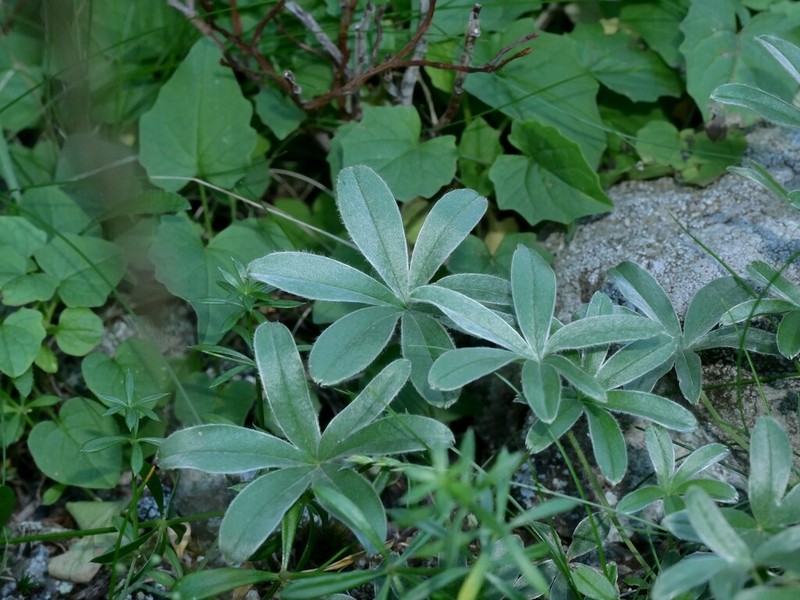 Alchemilla charbonneliana