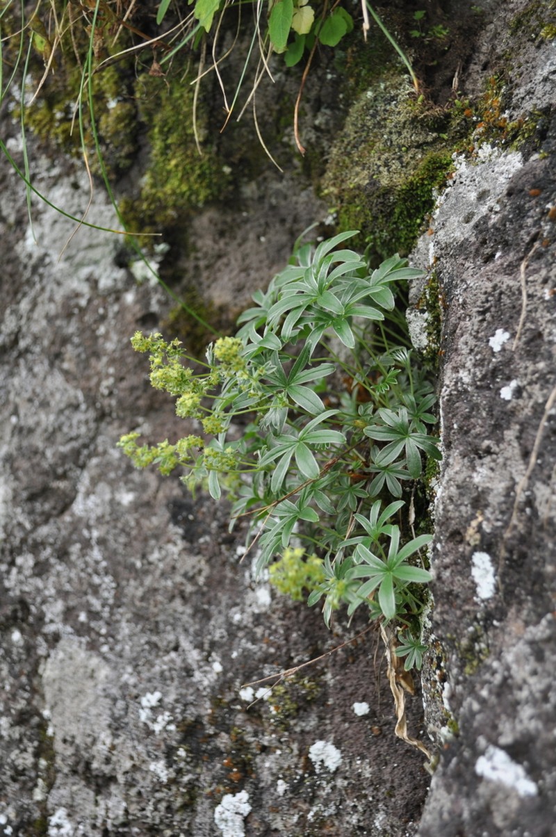 Alchemilla charbonneliana photo 3