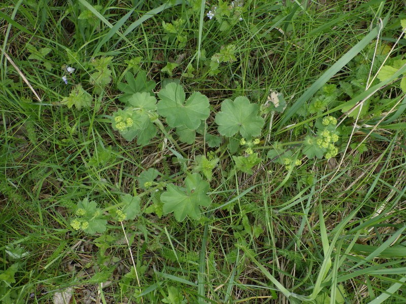 Alchemilla cheirochlora photo 2