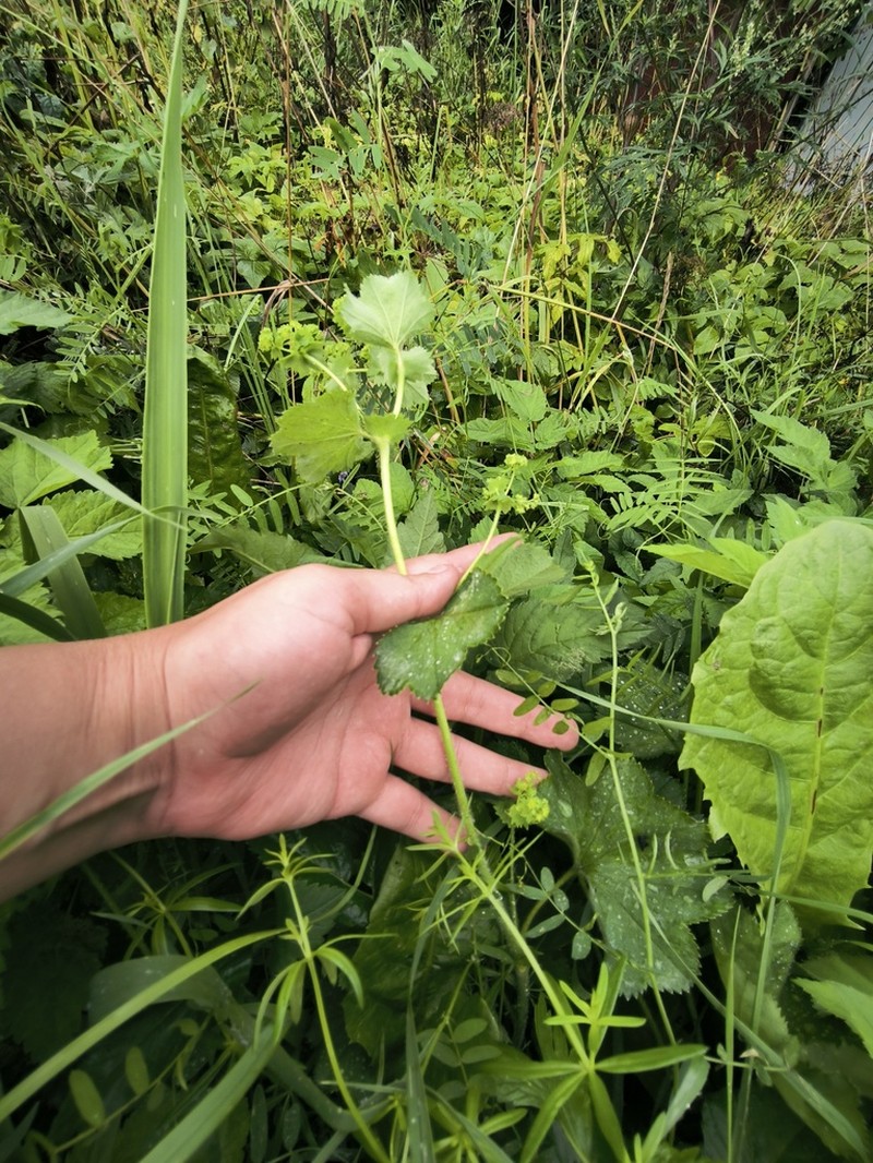 Alchemilla cheirochlora photo 3