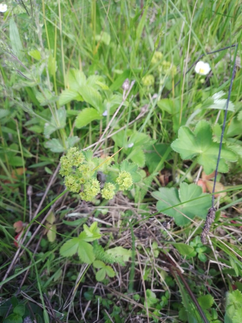 Alchemilla cheirochlora photo 4