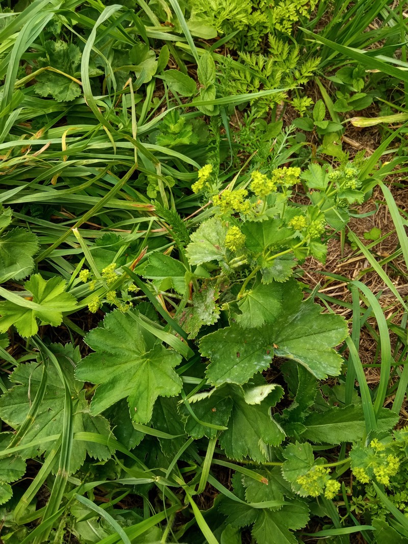Alchemilla cheirochlora photo 5