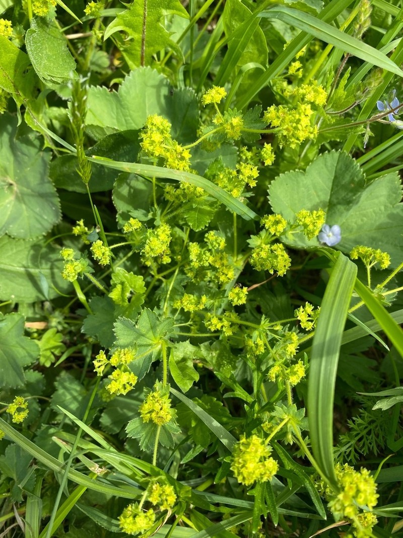 Alchemilla cheirochlora photo 6
