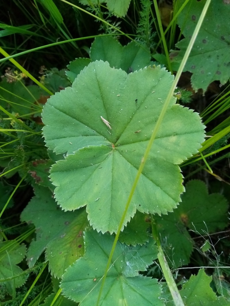 Alchemilla cheirochlora photo 7