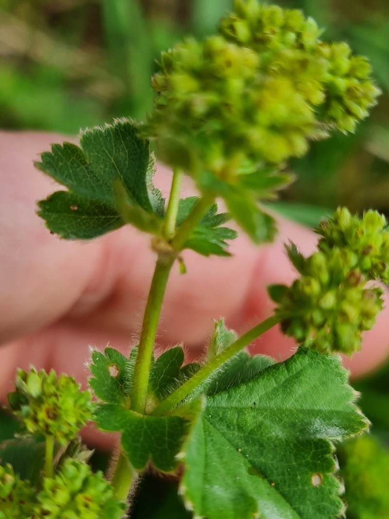 Alchemilla cheirochlora photo 8