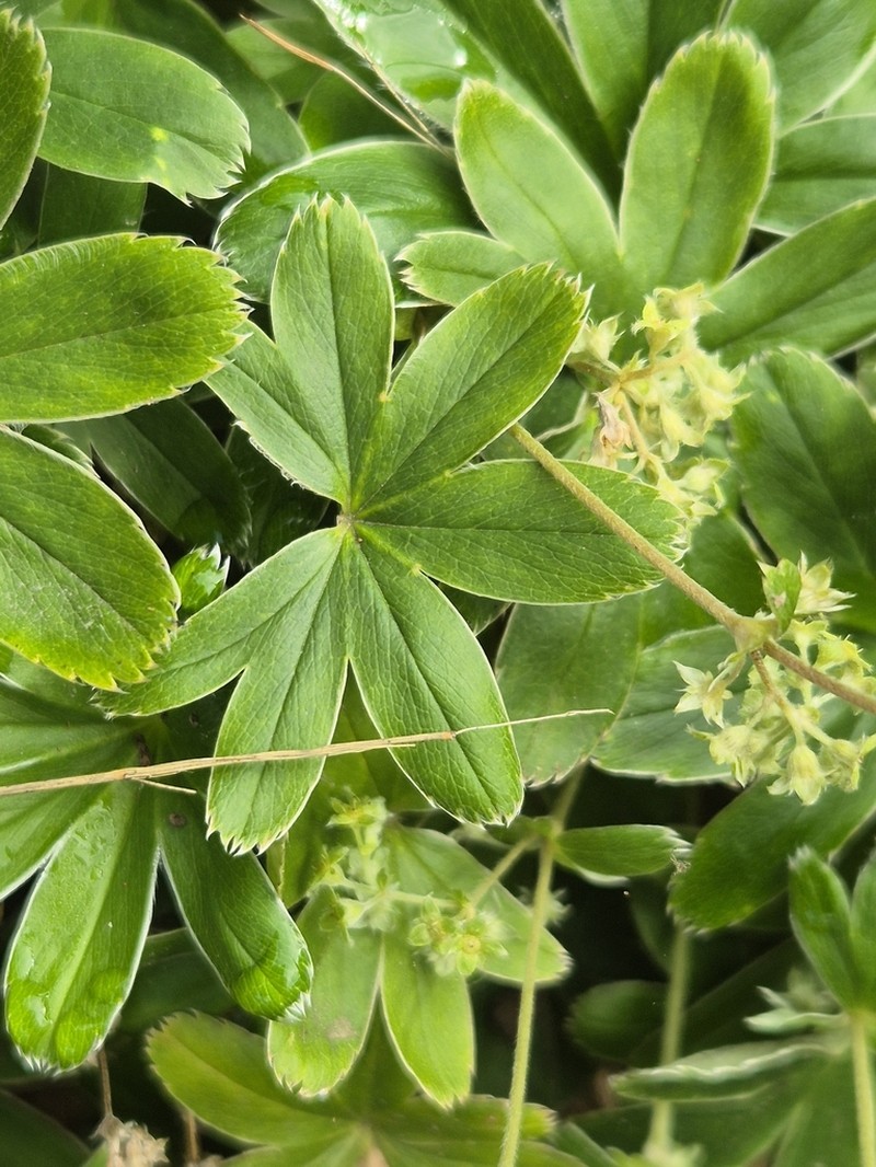 Alchemilla chirophylla