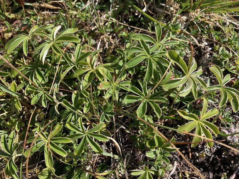 Alchemilla chirophylla photo 2